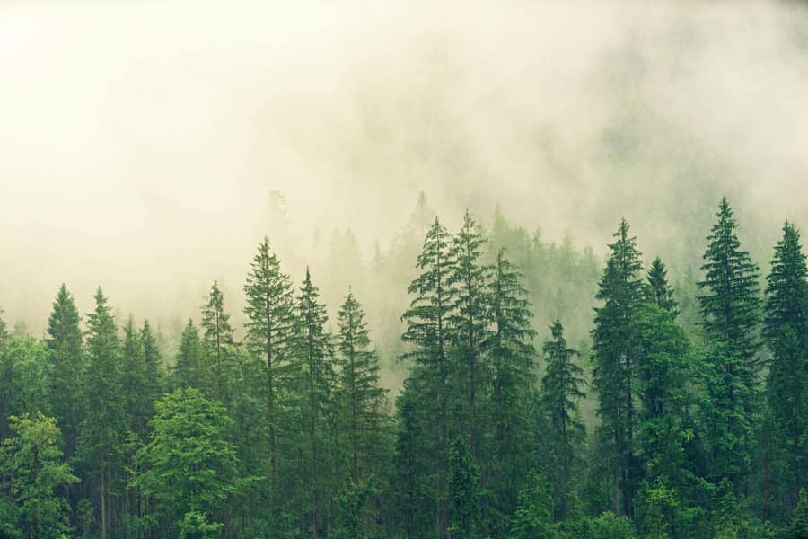 Incendios forestales